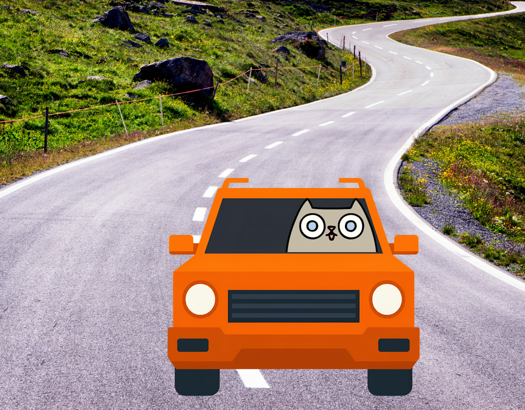 Cat driving an orange car on street to show running safety tip of learning the roads.