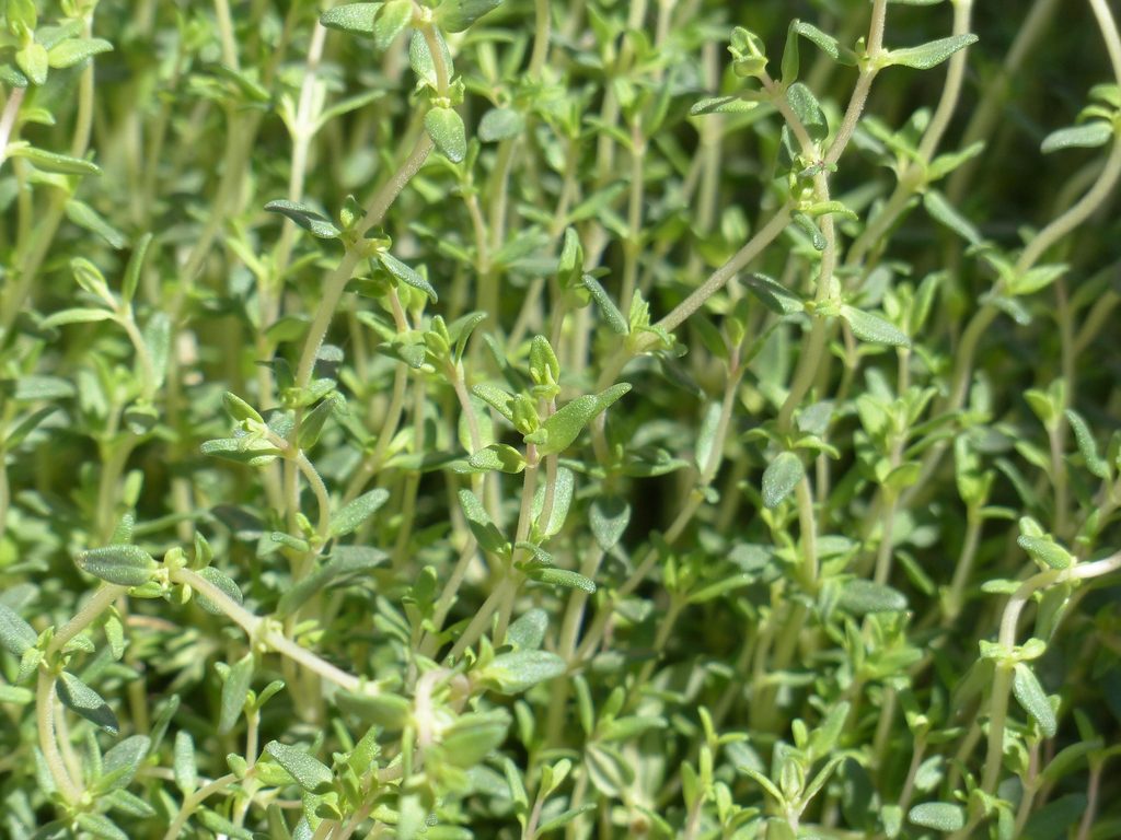 Close up of common thyme to show source of thymol oil for non-toxic plant-based disinfecting spray.
